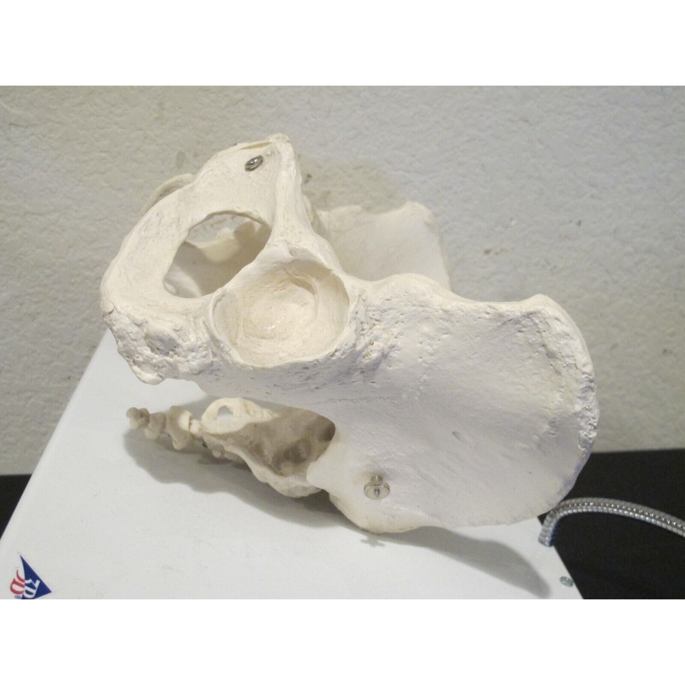 3B Scientific Human Anatomical Pelvis Skeleton Model