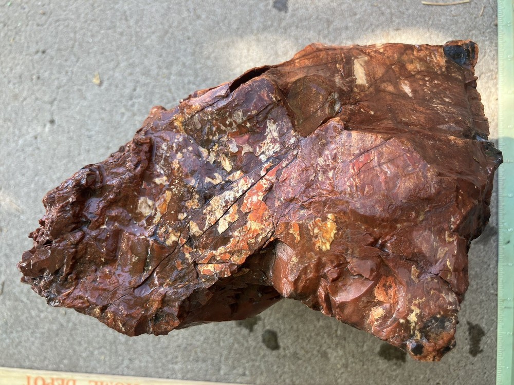 Arizona Petrified Wood Specimen