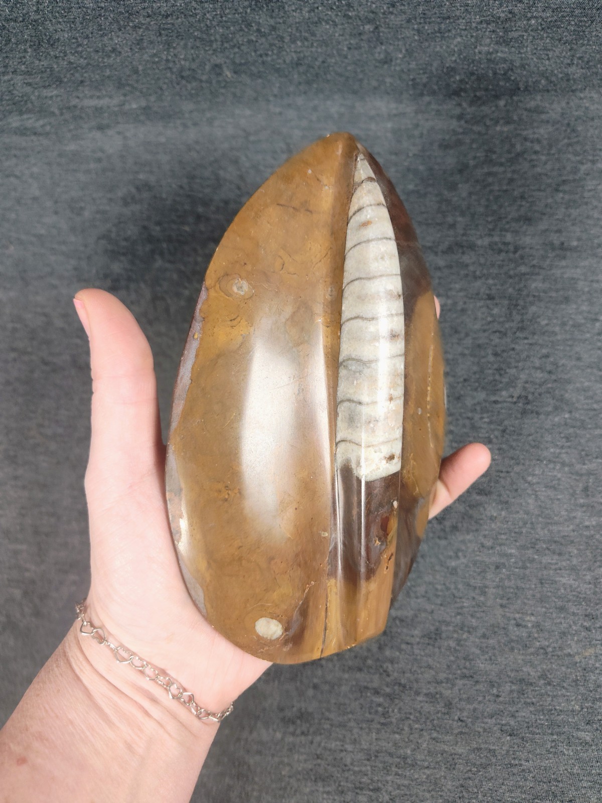 Large 7" Polished Orthoceras Fossil Specimen - Morocco 400MYO Prehistoric Decor