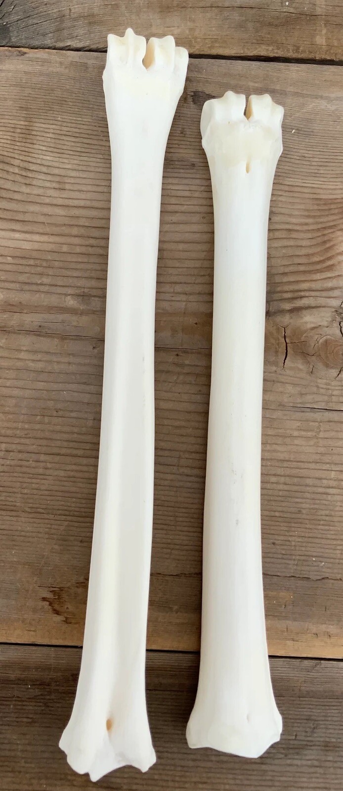 2 Deer Leg Cannon Bones Metacarpal Metatarsal