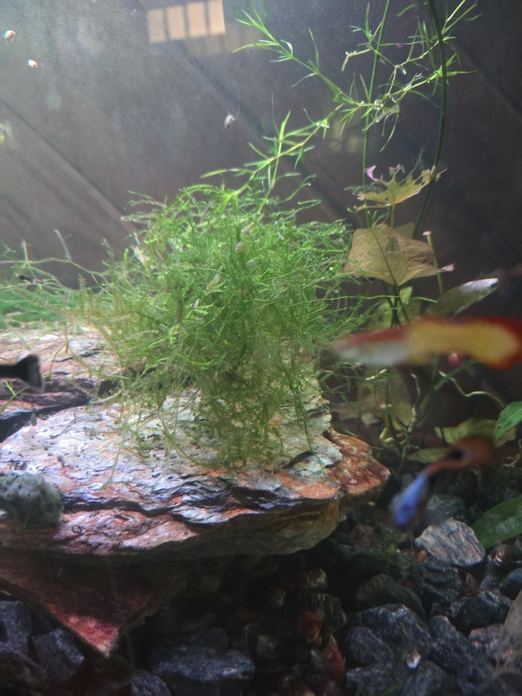 Java moss - 2oz cup