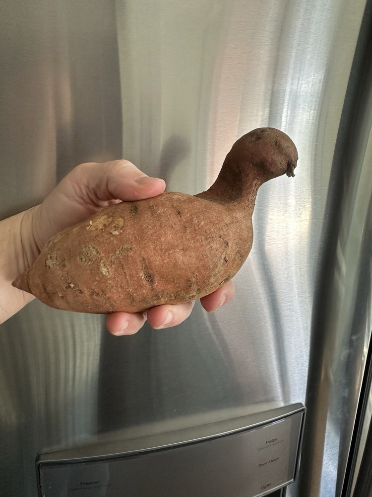 Sweet Potato Natural Oddity Resembling a Bird