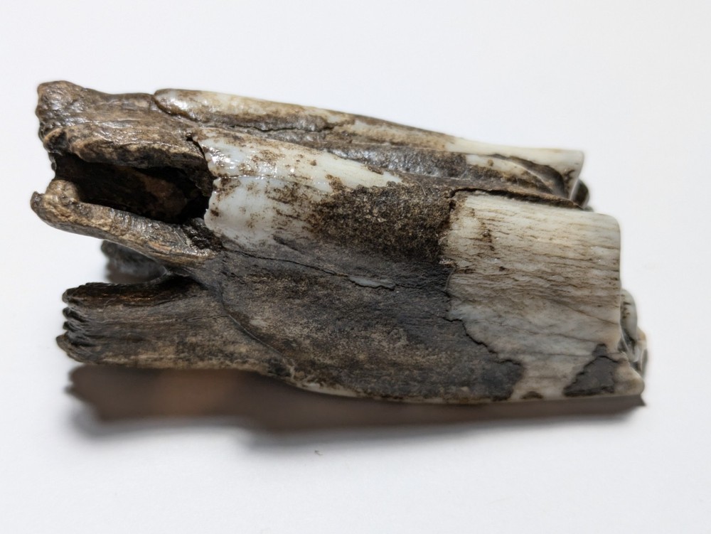 Cow Tooth