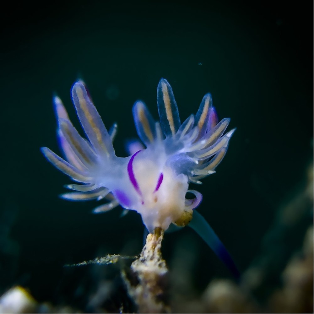DiveVolk Snoot for SL20 Underwater Video Light