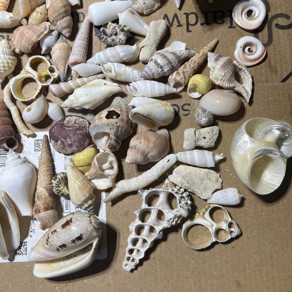Collection of Sea Shells Various Types and Sizes Lot Bundle Small Medium