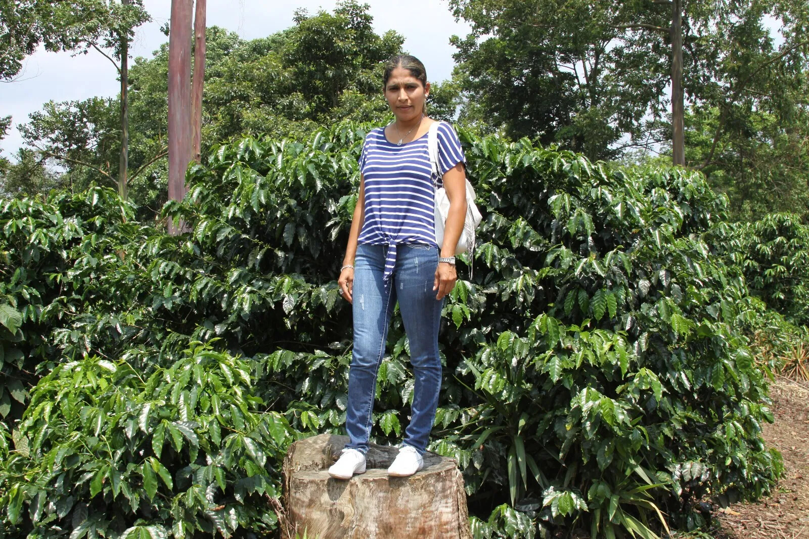 Jamaican Blue Mountain Coffee Beans Peaberry Dark Roasted 10 Pounds 1 Pound Bags