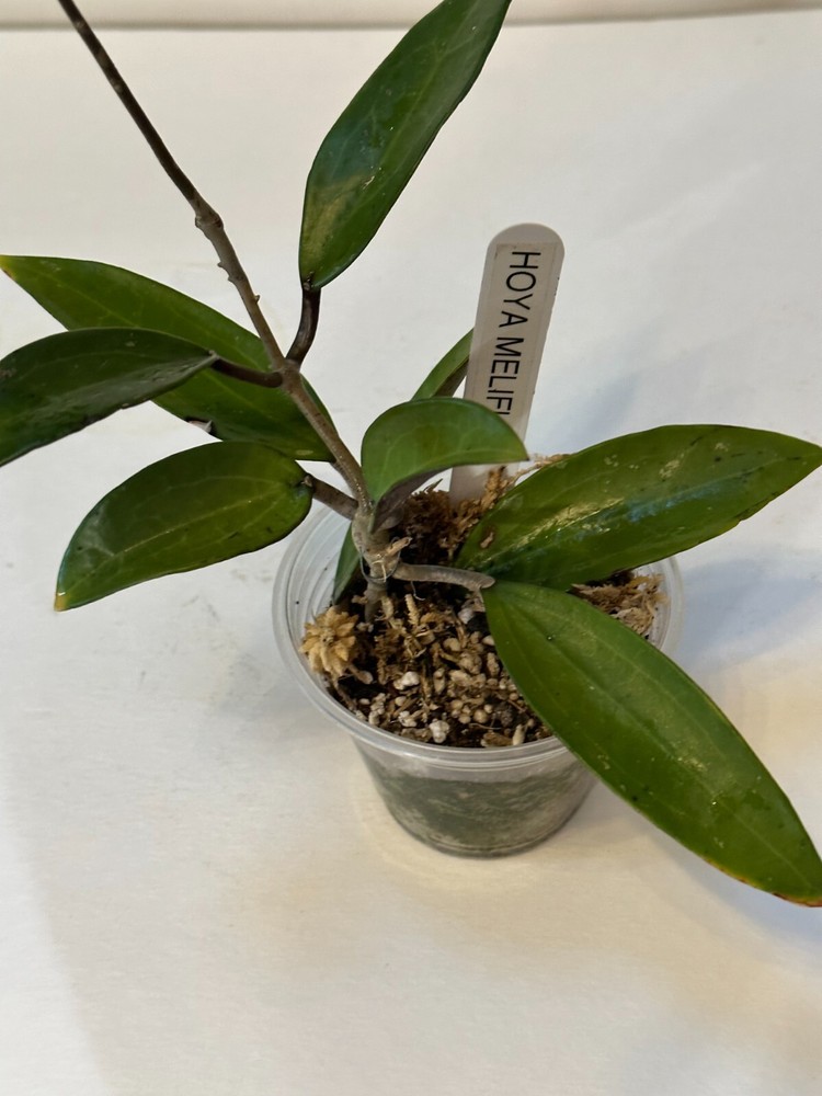 UNIQUE Hoya MELIFLUA plant 4" #111