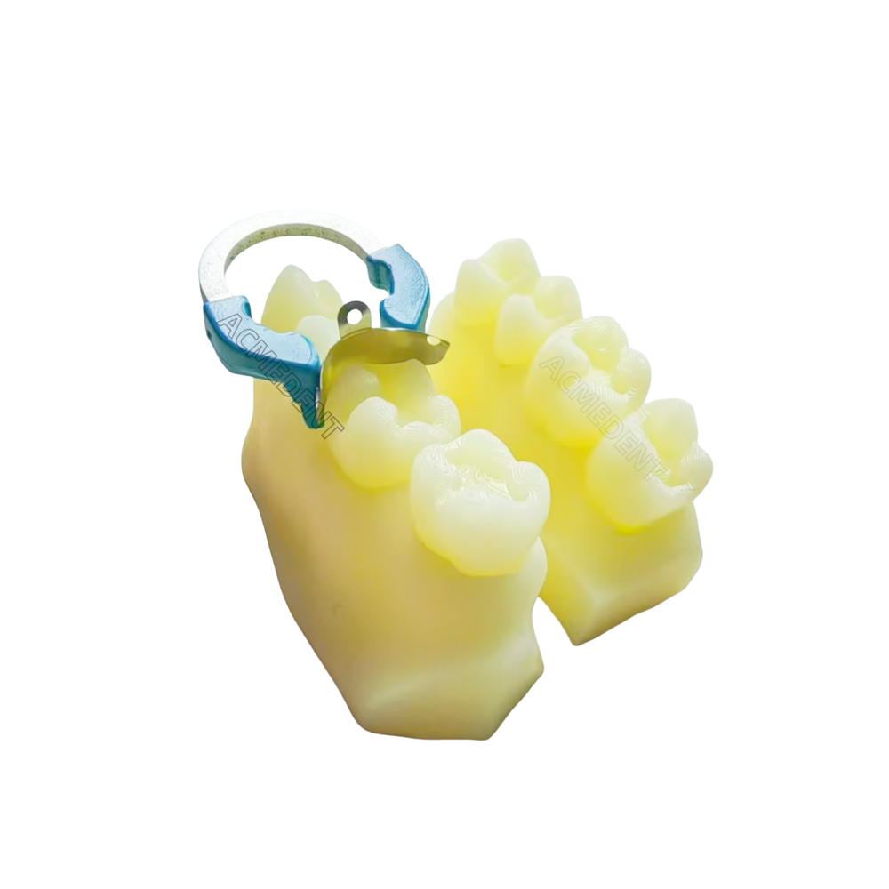 Dental Caries Decay Teeth Model Tooth Simulate Class Ⅱ Resin Restore Template