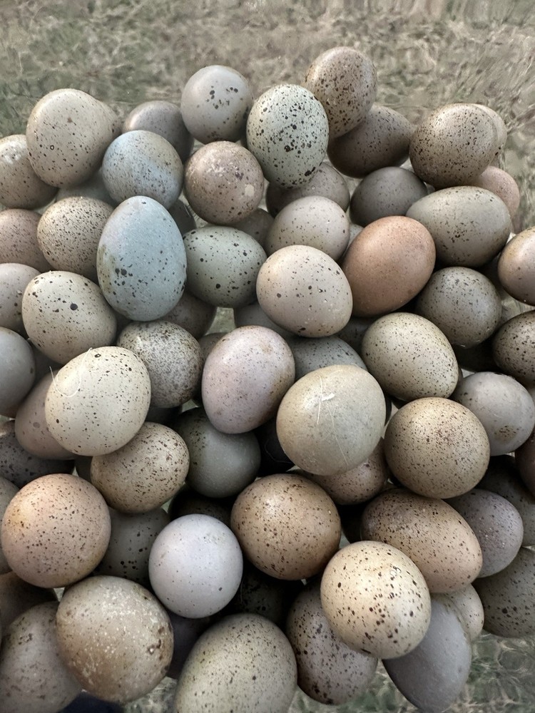 7+ Button Quail Hatching Eggs -Assorted Colors