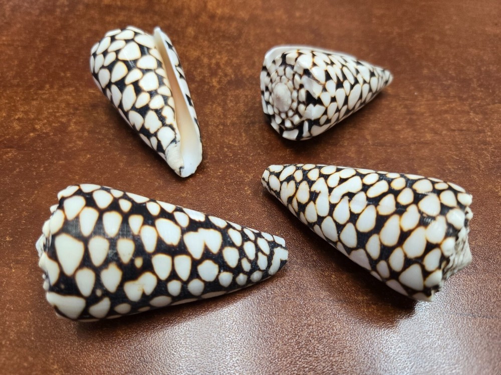 4 PCS MARBLE CONUS CONE SEA SHELL CRAFT DECOR 2 1/2"