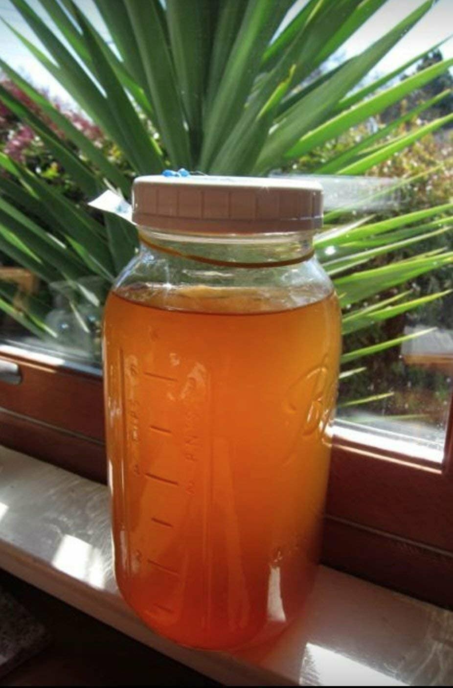 Scoby Kombucha FBA_LEPAZC5747 1 X Organic Kombucha Scoby-Live Culture