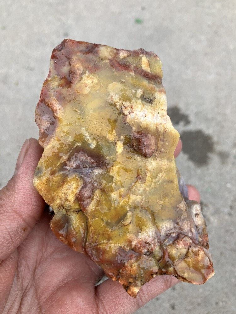 Arizona Petrified Wood