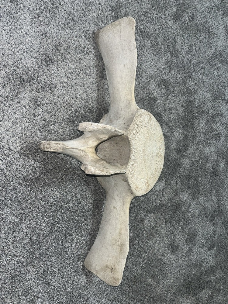 Whale Vertebrae Fossil Bone