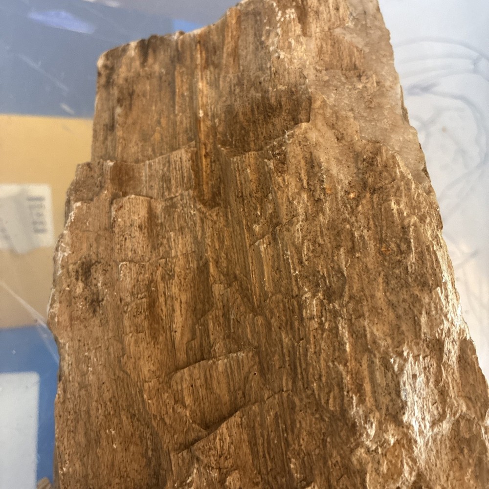 petrified wood rough