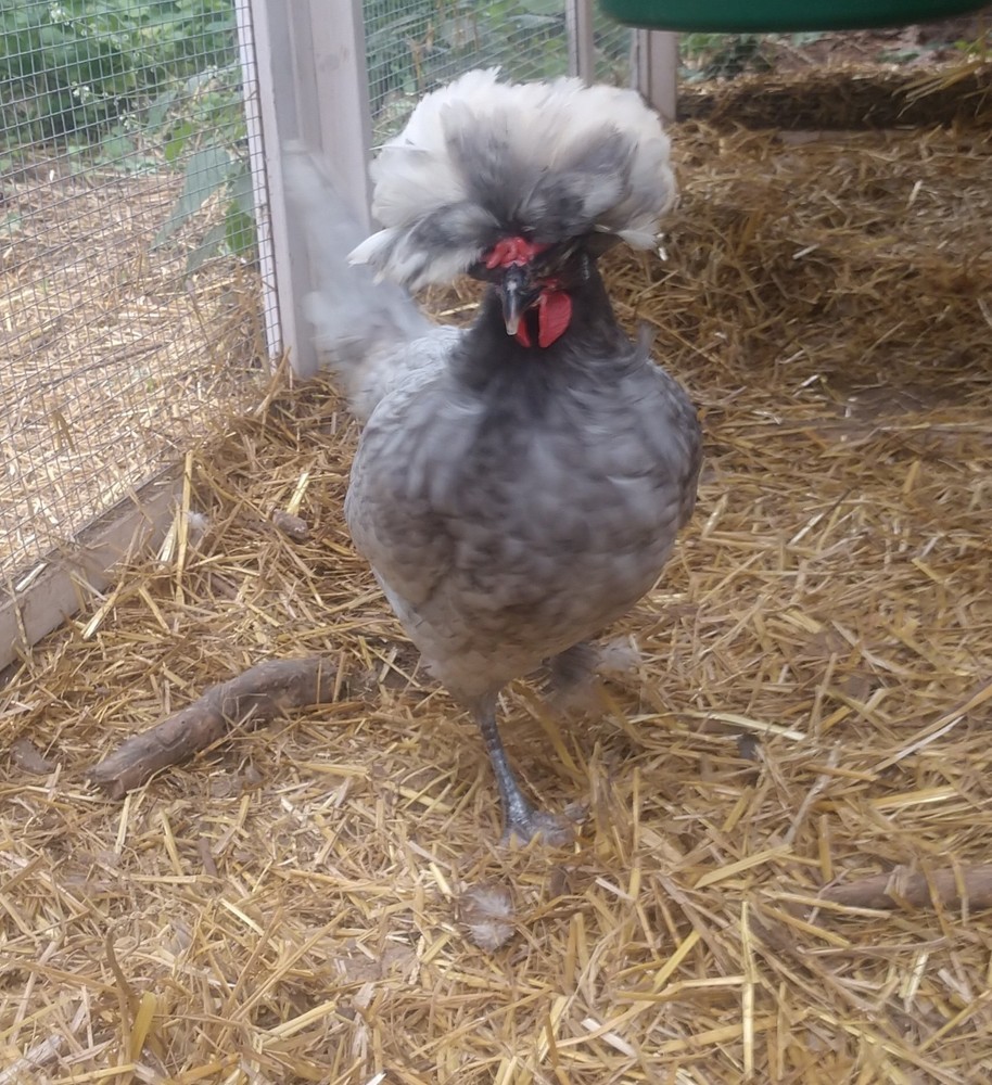 6+ White Crested Blue Polish - Hatching Eggs