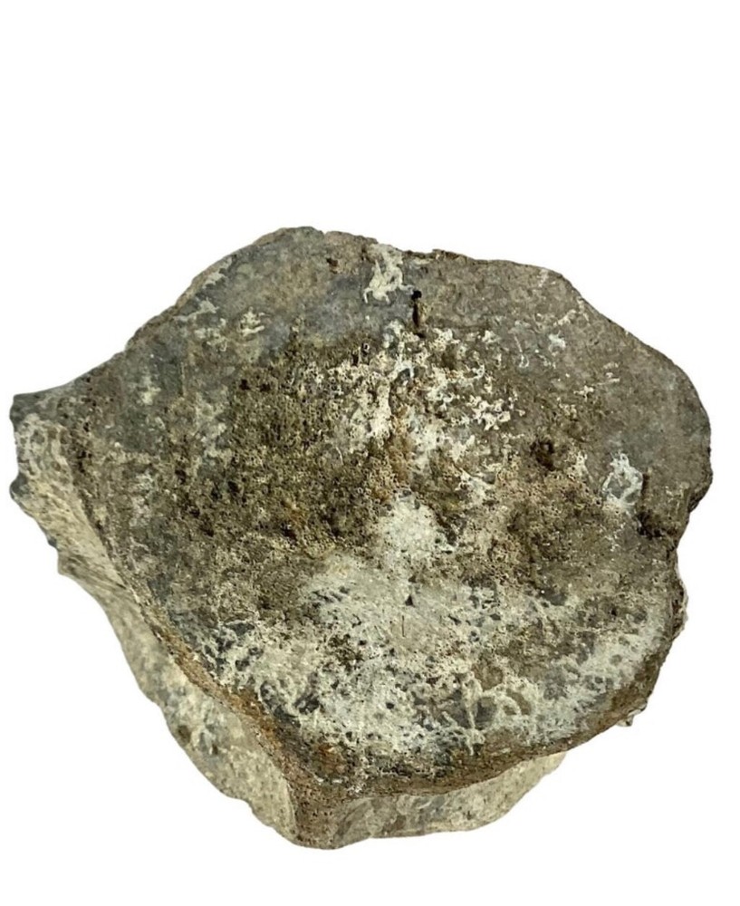 Antique Fossilized Whale Vertebrae #7