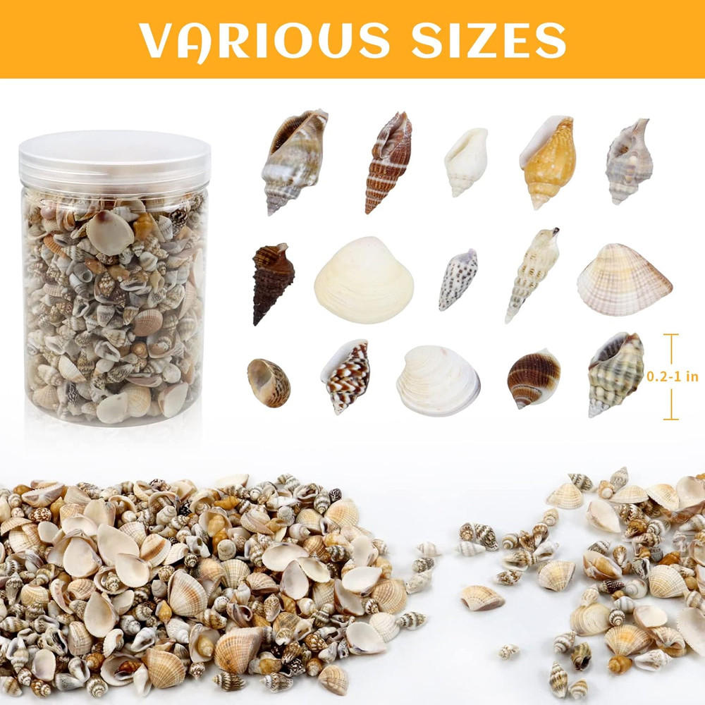 1500 Pcs Small Shells For Crafts,Small Sea Shells For Crafting,Mini Seashells...