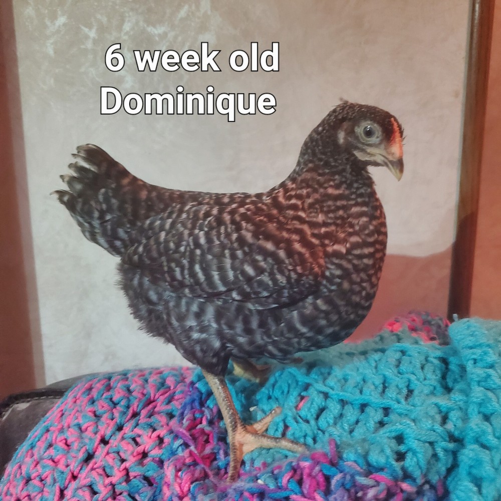 10+ Heritage Dominique Hatching Eggs
