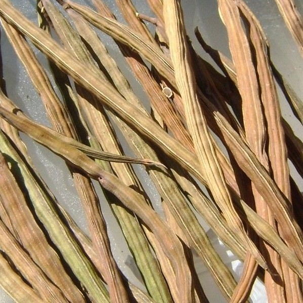 Moringa Tree Seeds 100 pc