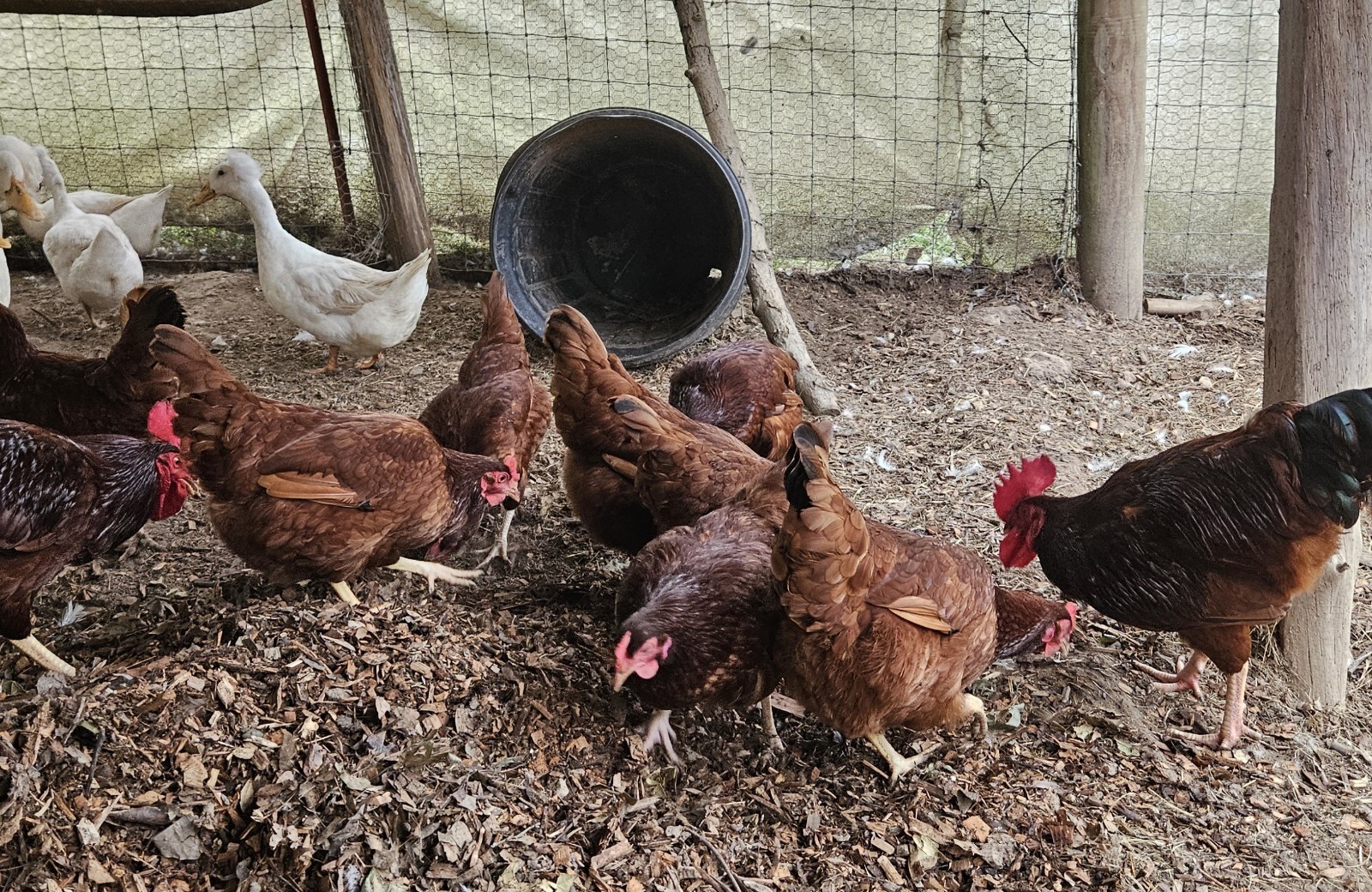 15 Rhode Island Red Chicken Hatching Eggs