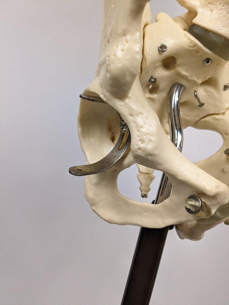 Somso Human Skeleton Anatomical Model with Rolling Stand Base