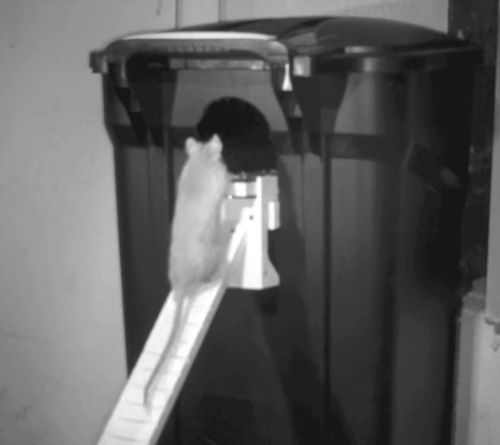 Walk The Plank Rat Trap - Rat & Squirrel Trap - Auto Reset - USA MADE