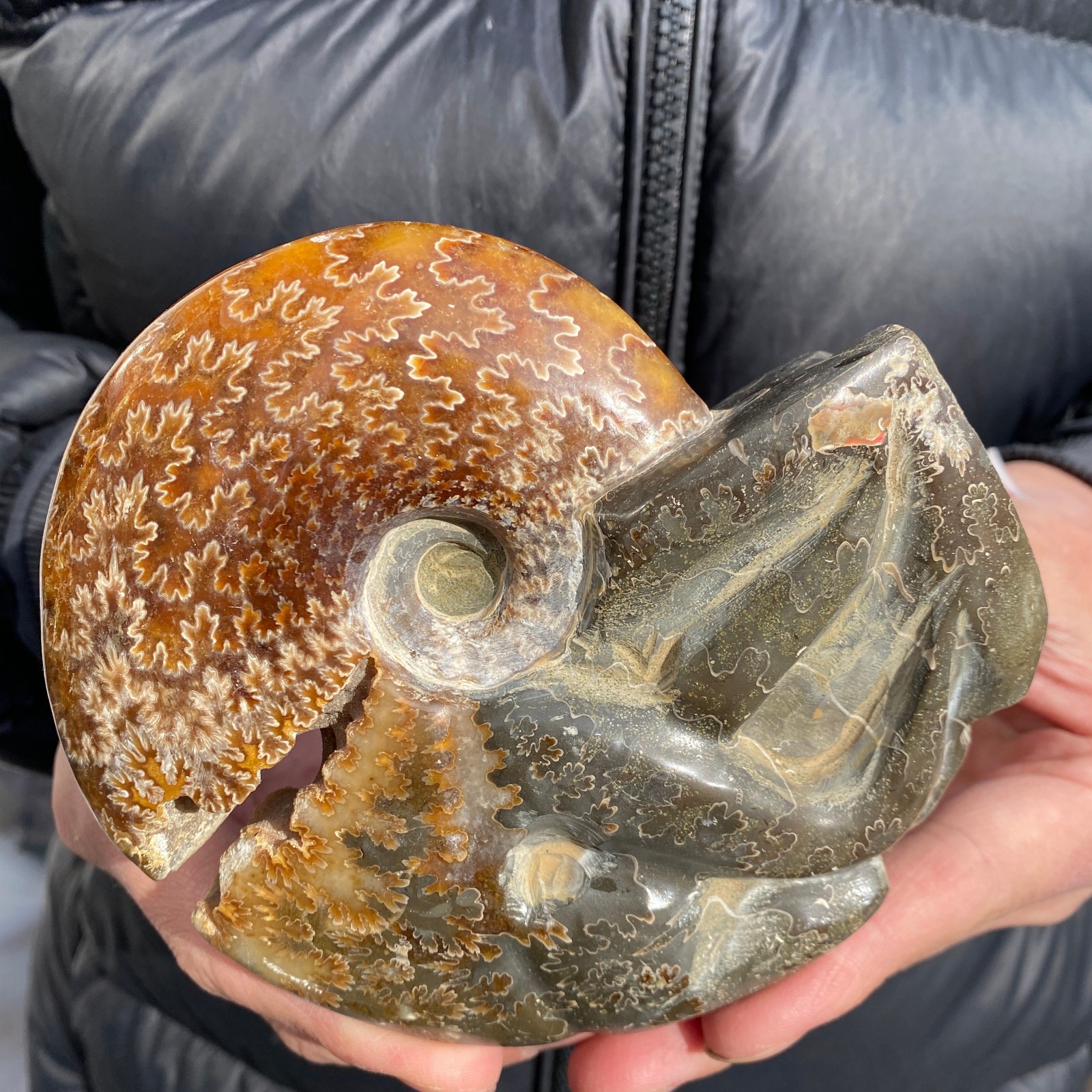 1.1lb Rare Natural Ammonite Fossil Conch Crystal Specimen Healing