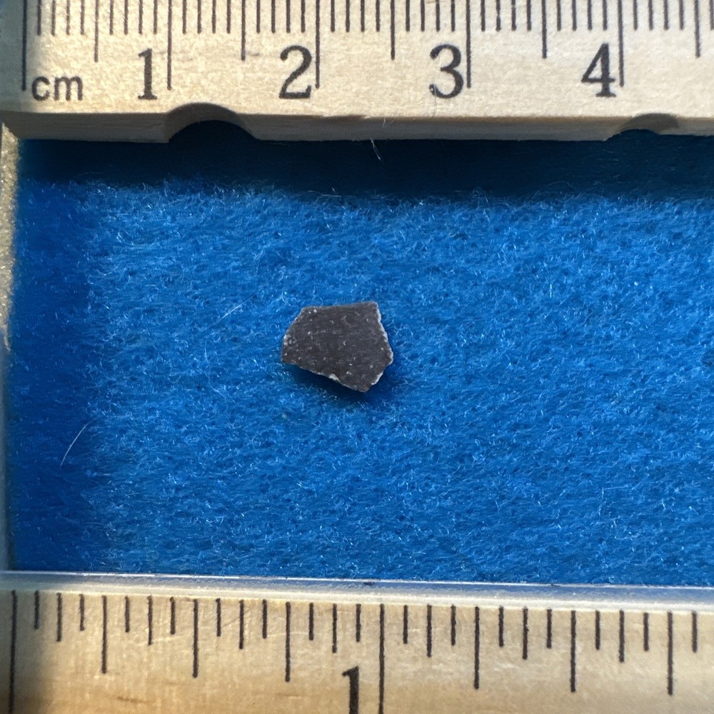 Dryosaurus Extinct Dinosaur Eggshell Fossil Piece in Display Case