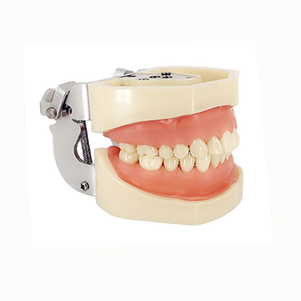 Dental Typodont Practice Study Standard Teeth Model 28 Pcs Removable Teeth M7008
