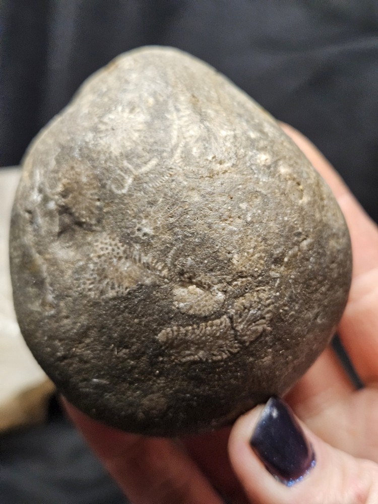 Fossilized Shell Concretion Specimen (14.8oz)