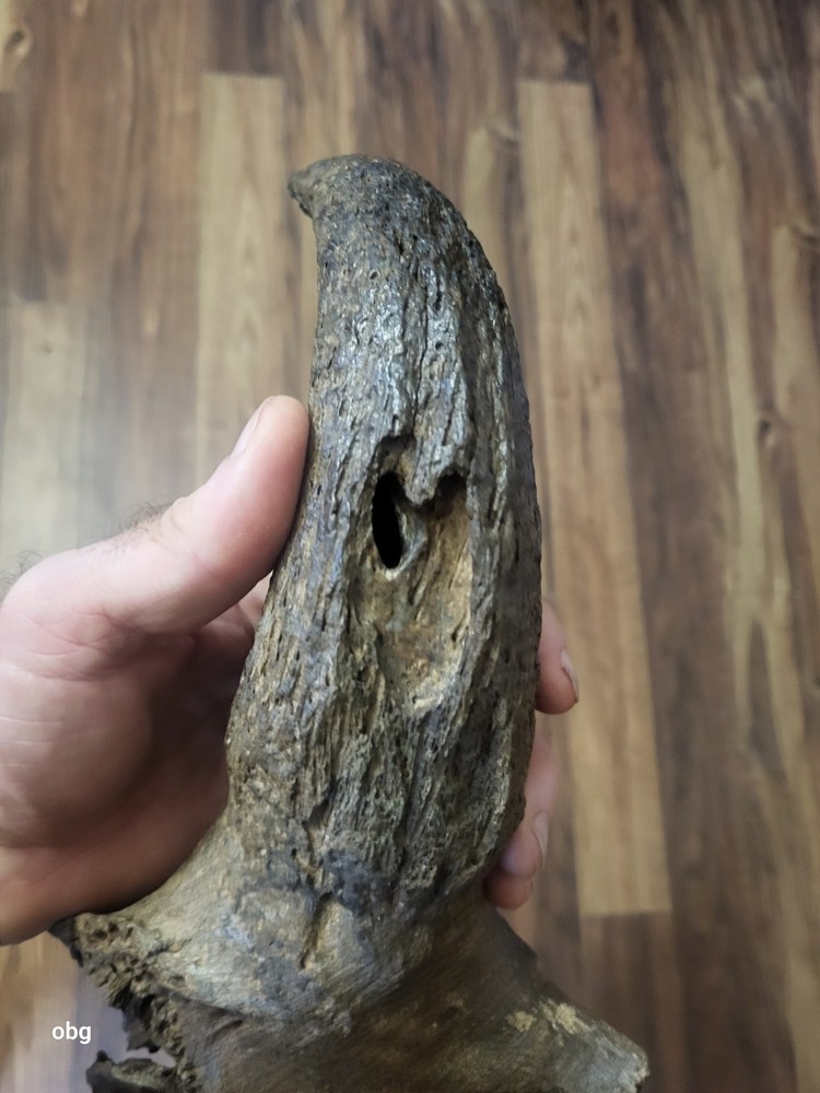 Historic Bison Horn Core Partial Buffalo Skull Holocene era