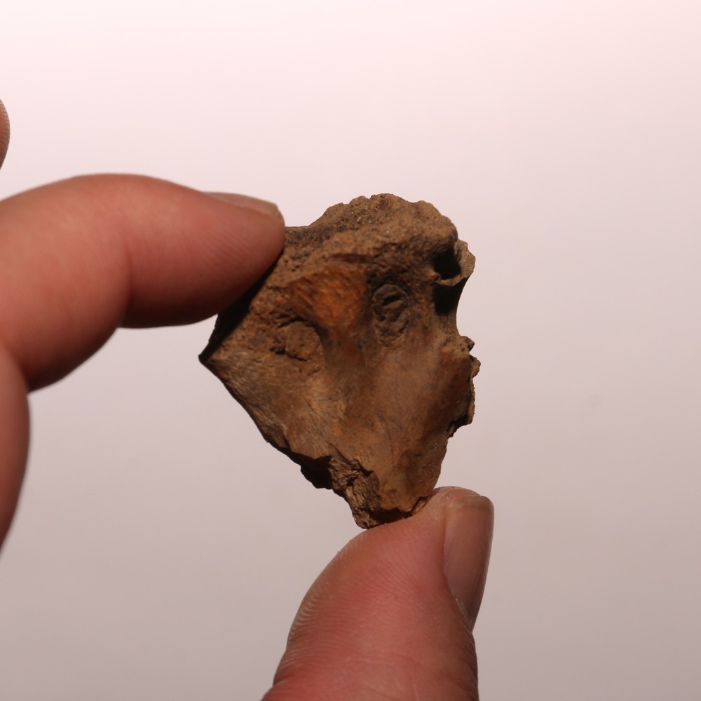 Dinosaur Process / Brain Case Partial Hell Creek Formation - Dinosaur Fossil