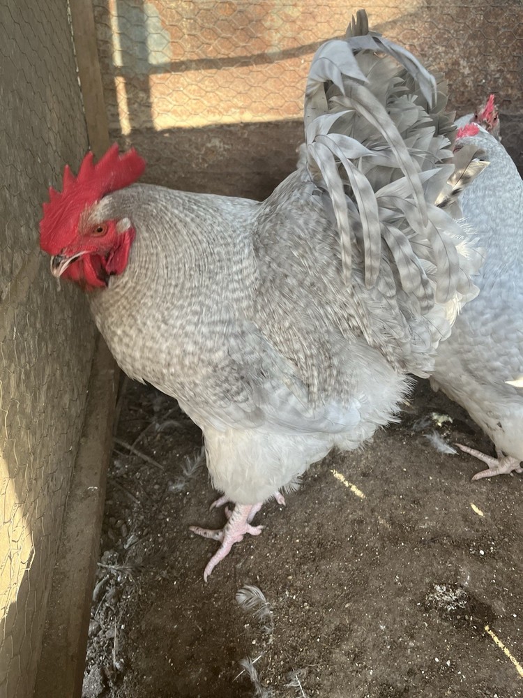 Lavender Cuckoo Orpington Chicken Hatching Eggs 11 + pack