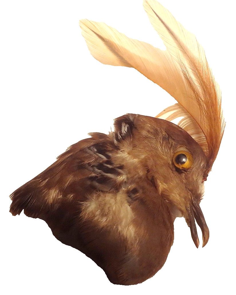 ✅c1860 - VRARE - REAL TAXIDERMY BIRD for HAT or MILLINARY - To Restore FANTASTIC