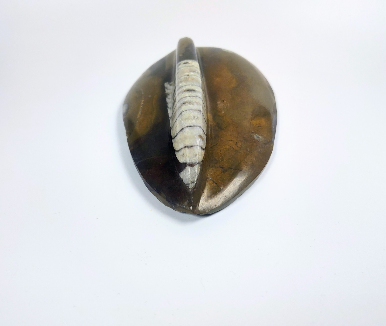 Large 7" Polished Orthoceras Fossil Specimen - Morocco 400MYO Prehistoric Decor