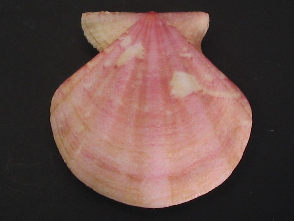 Amazing Pattern...FLEXOPECTEN FLEXUOSUS~37mm~Spain SEASHELL