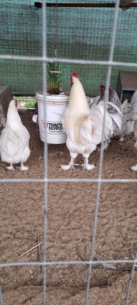 12 White and Splash Croad Langshan Hatching Eggs