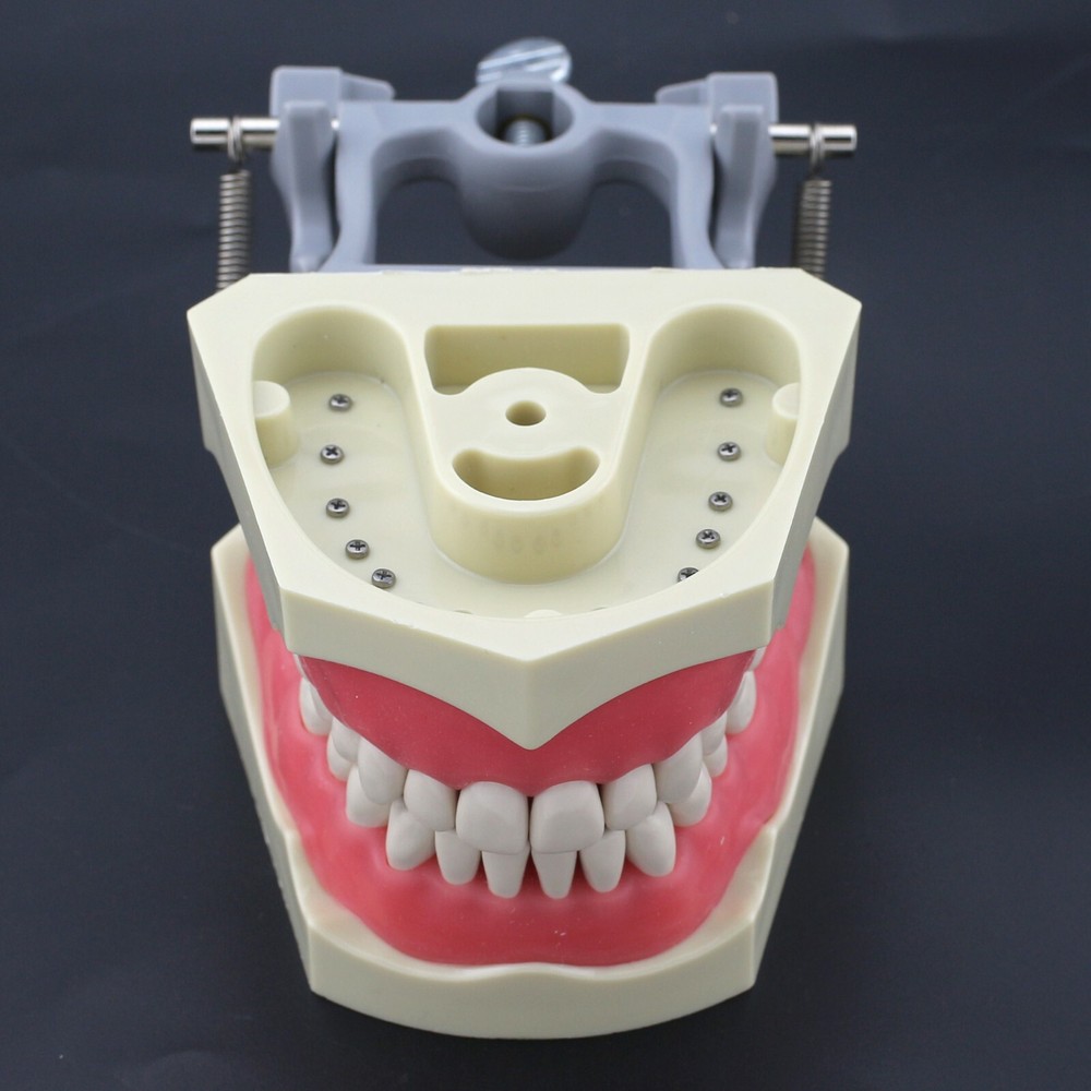 Columbia Dentoform 860 Type Dental Typodont Model 32pcs Removable Teeth