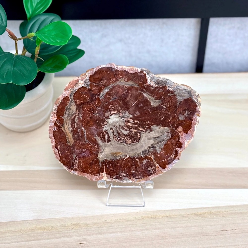 Petrified Wood Slab B