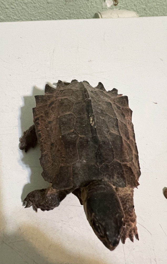 Seven Different Turtle Figurines