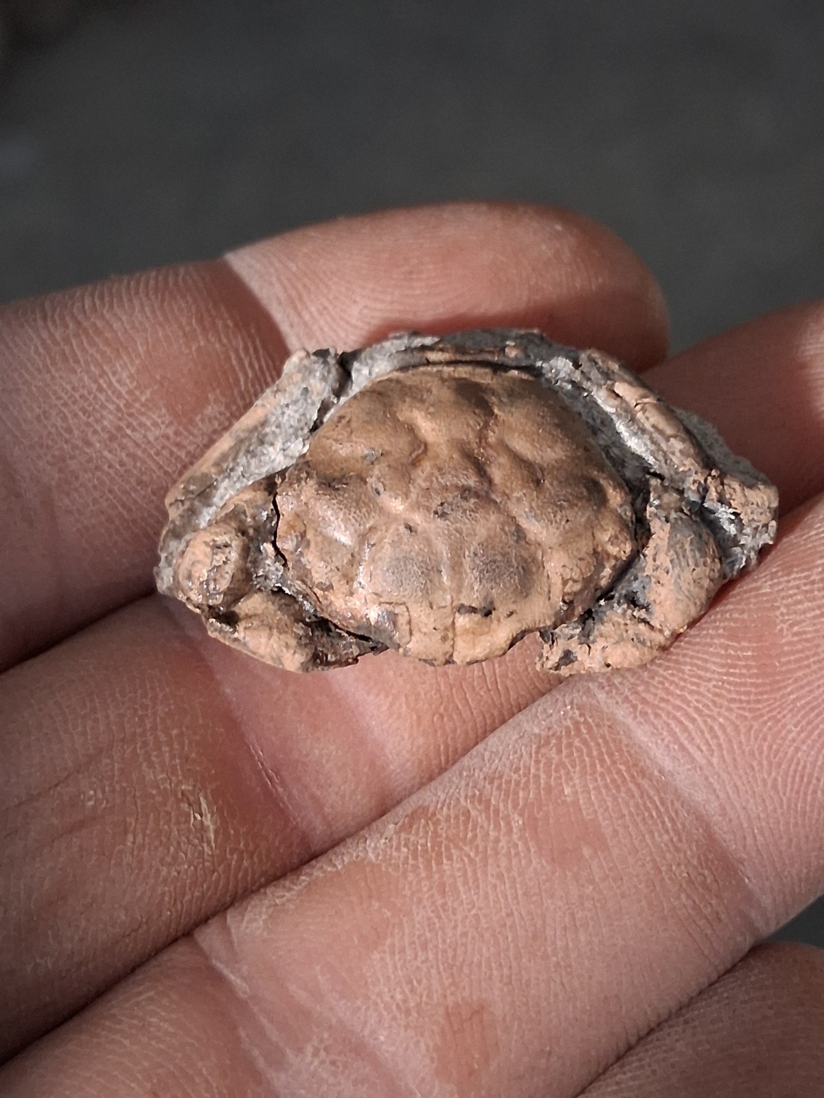 Pulalius Vulgaris Crab Fossil Specimen Washington State