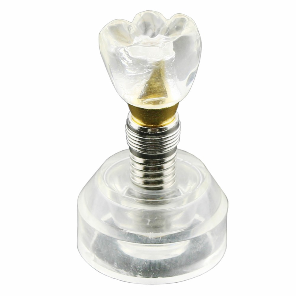 #2020 Dental Implant Model Demonstration Teeth Study Model Demonstrates Crown