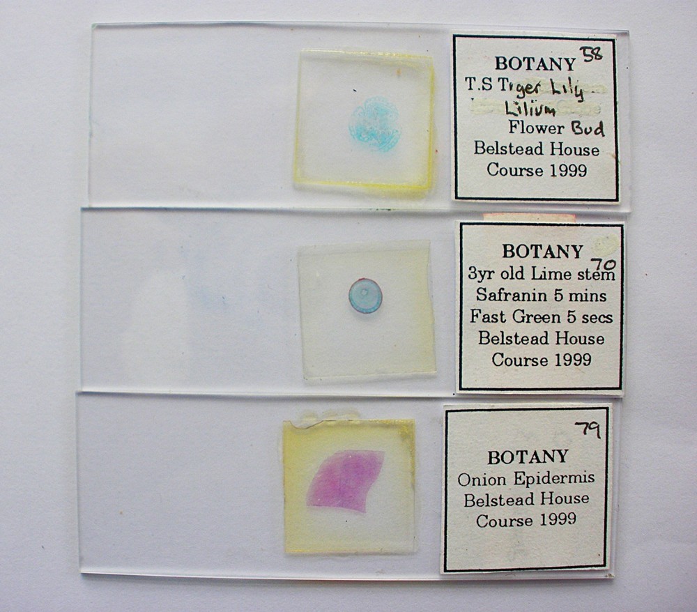 3  Vintage  Microscope  Slides. Botany.