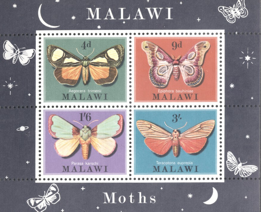 (703417) Butterflies, Malawi