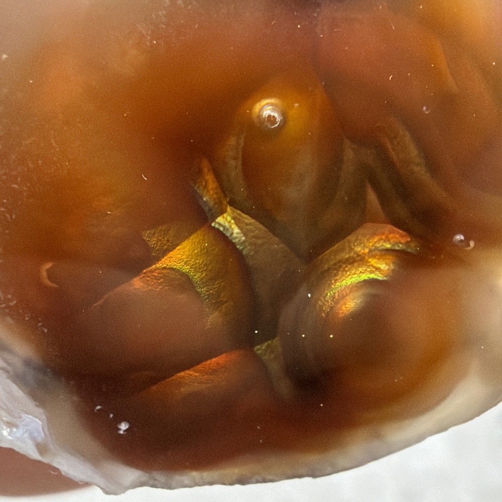 Fire Agate Polished Window Gem Stone w/ Raw Rock Material Green & Orange