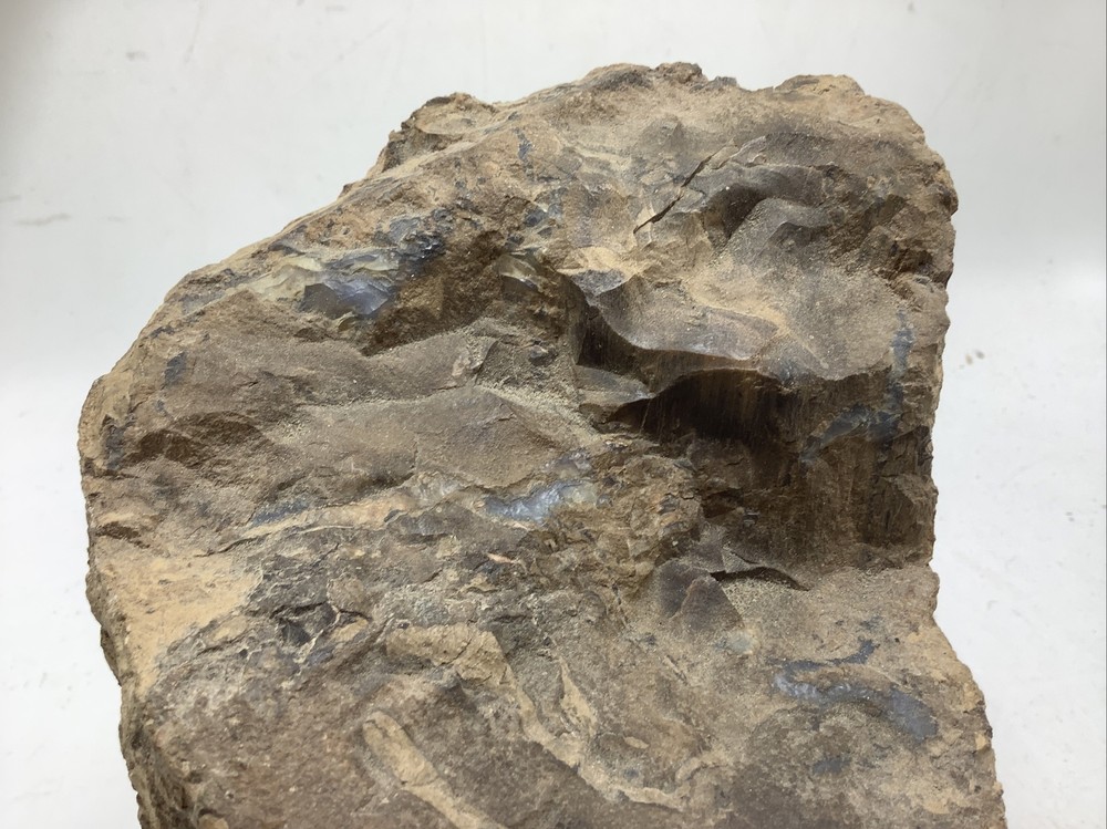 Petrified Wood 5Lbs 14oz