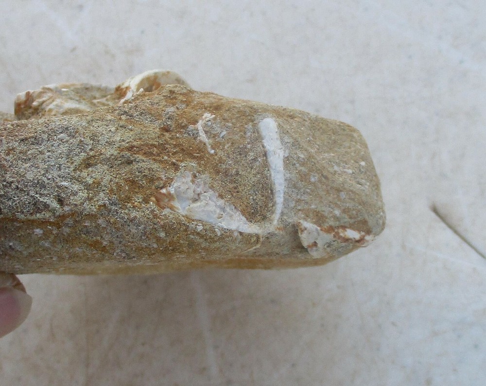 Fossil Vertebra Unidentified Specimen