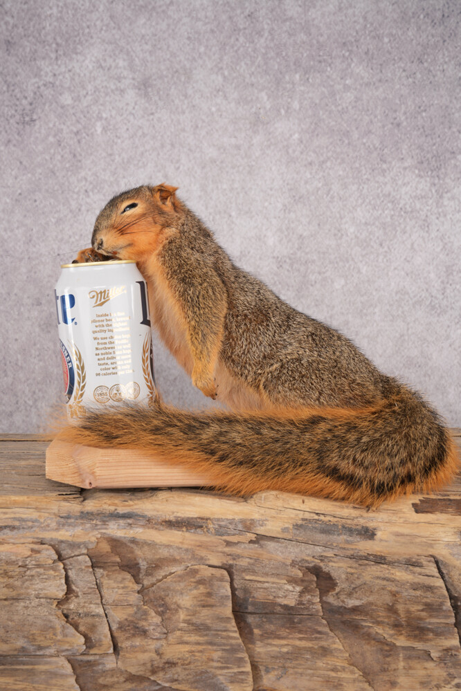 Drunk Squirrel SKU 3064