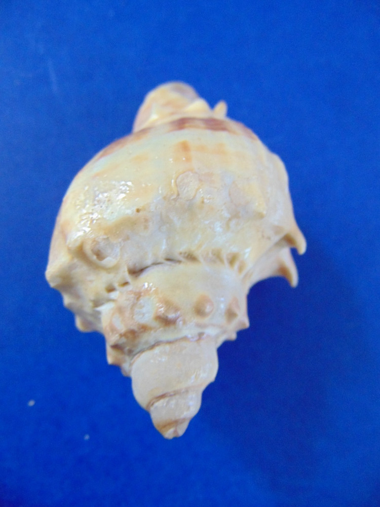 Lot of 4 Seashells