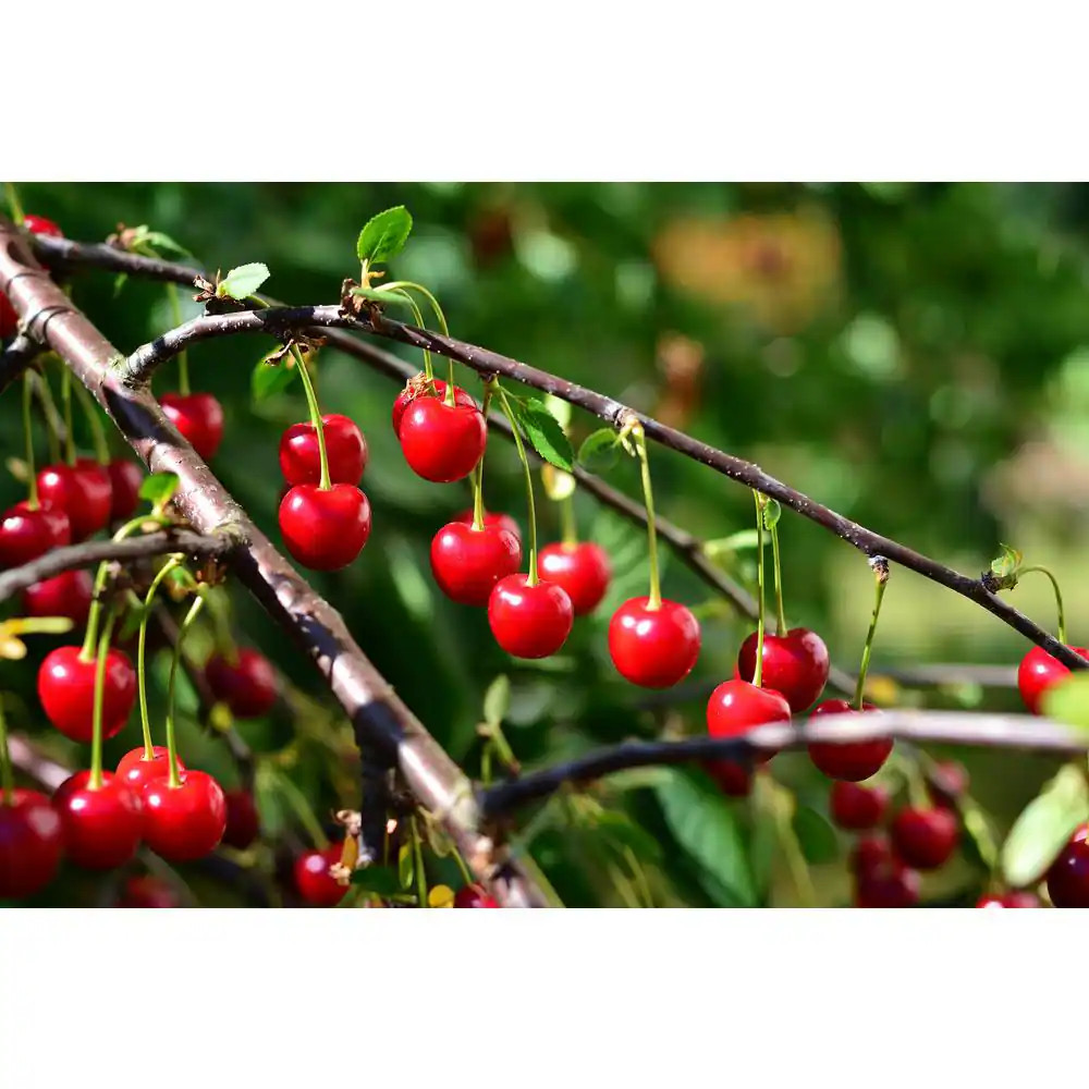 3 Ft. - 4 Ft. Tall Bare-Root Montmorency Pie Cherry Tree